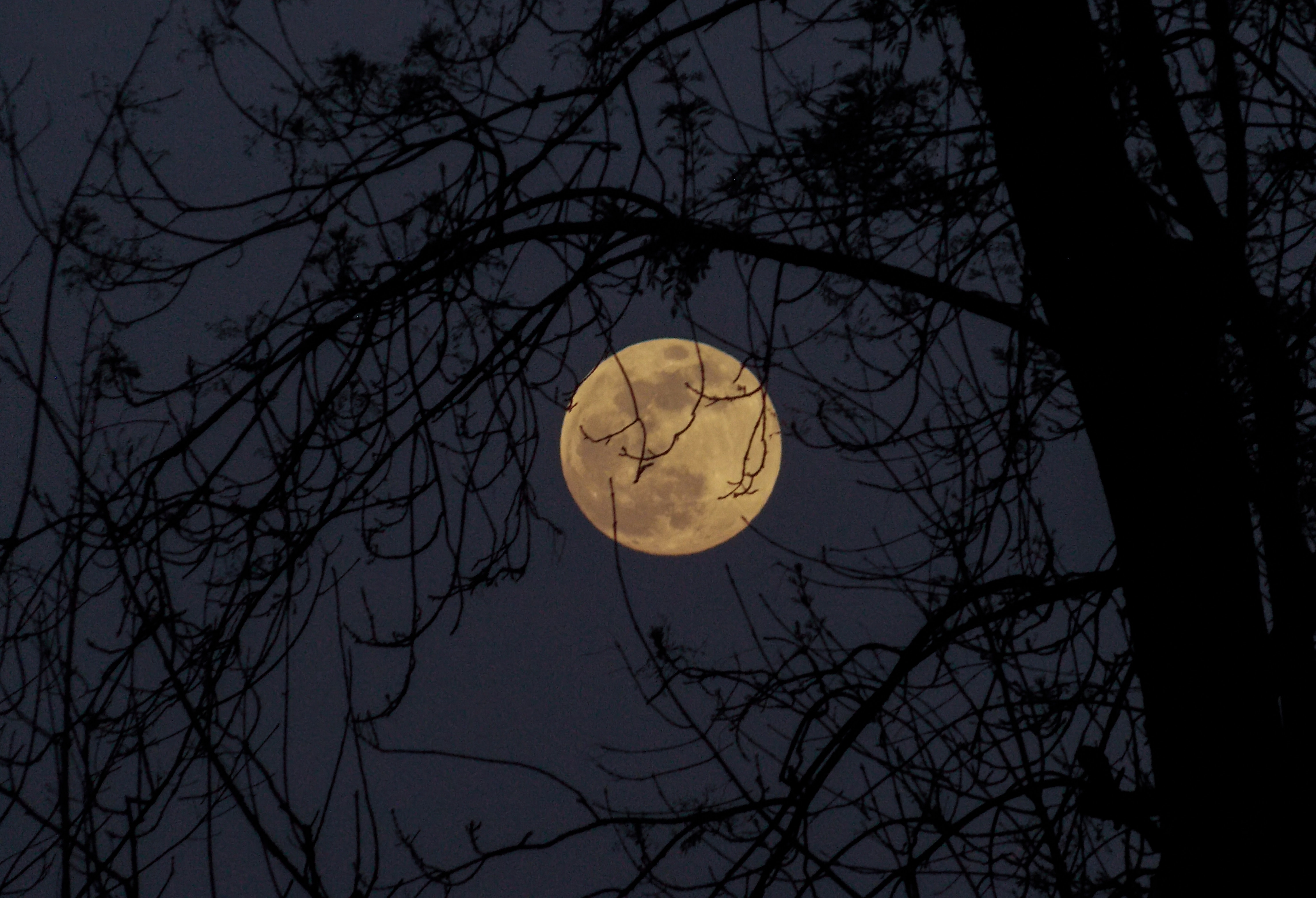 moon through trees
